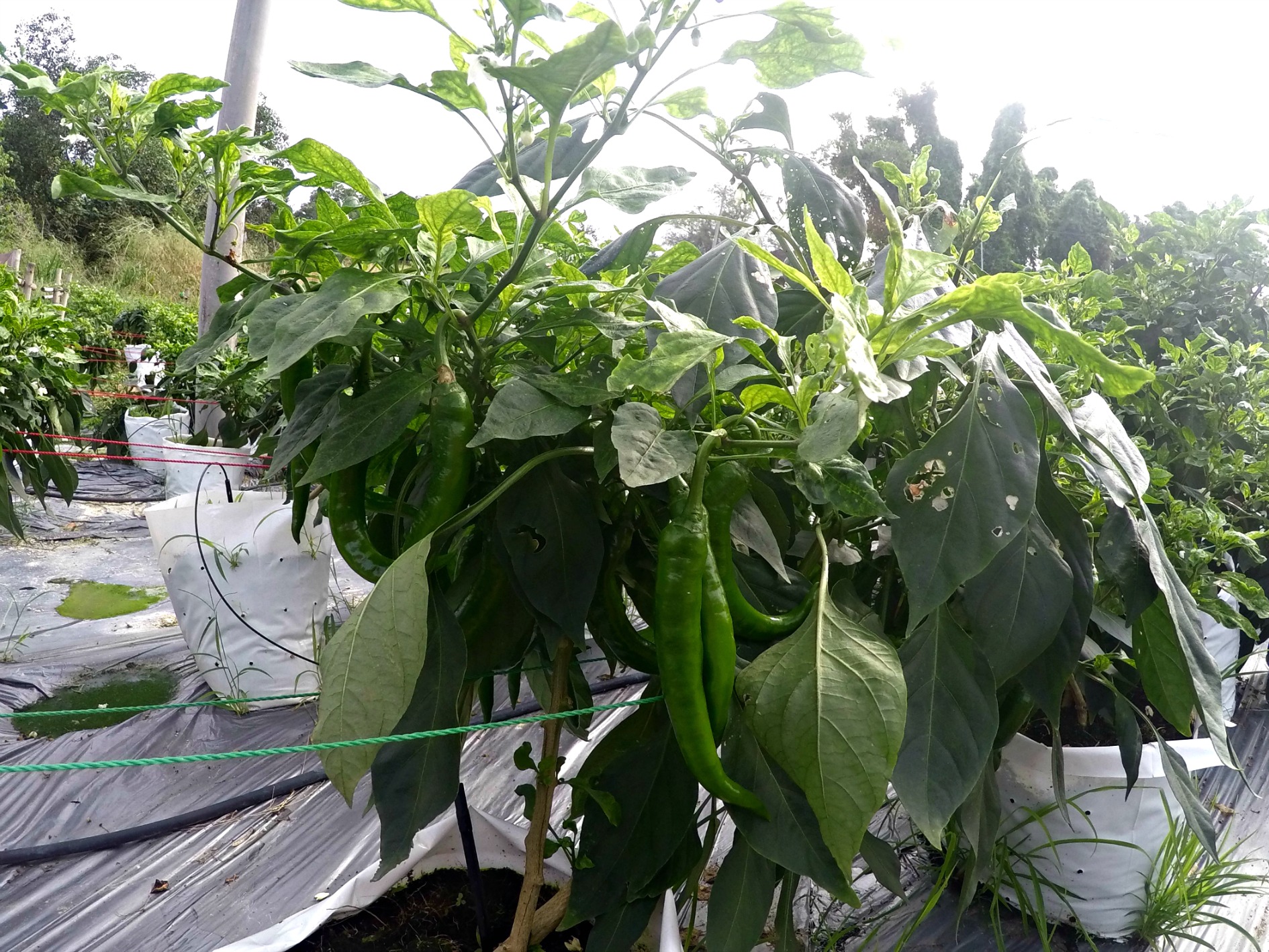 aGOPR3391